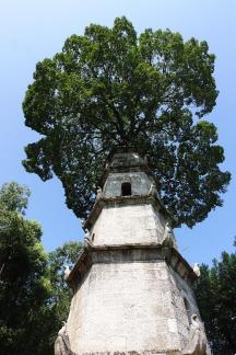 Tower and Tree 1