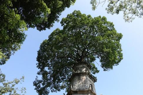 Tower and Tree 2