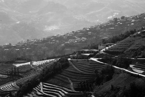 Terraced fields scenery 60