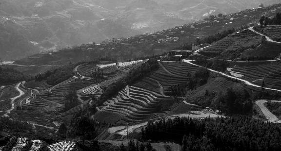 Terraced fields scenery 61