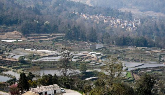 Terraced Fields Holy Scenery 23