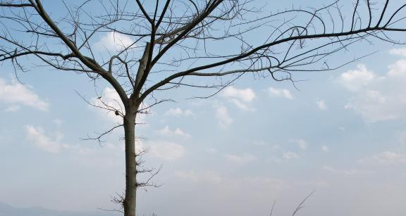 The trees wish 1