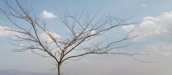 The trees wish 2