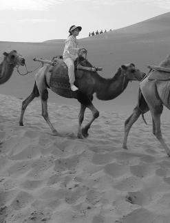 Desert Journey 55