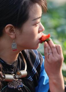 Strawberry Base 32