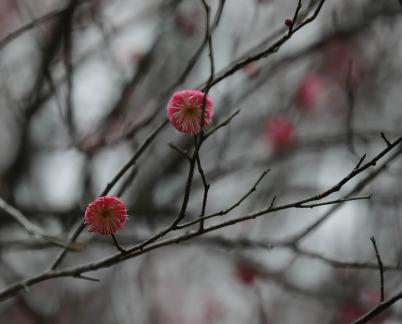 Red Plum Praise 53
