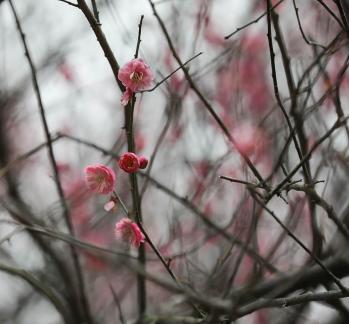 Red Plum Praise 54