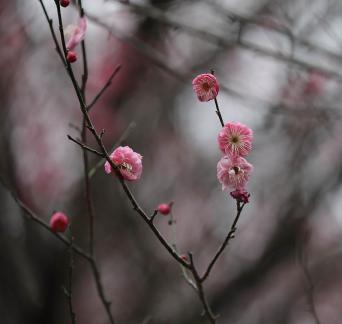 Red Plum Praise 56
