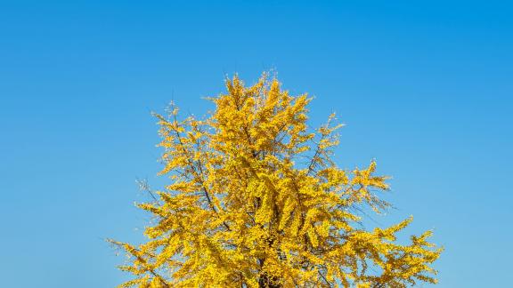 sweep the fallen leaves 4