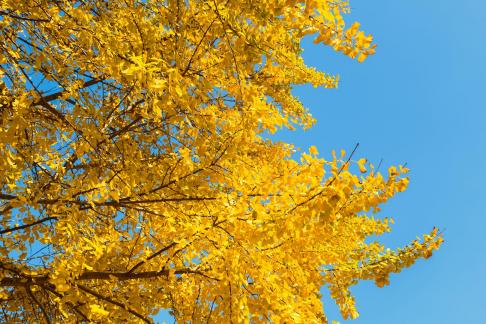sweep the fallen leaves 13