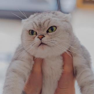 The portrait of a kitten 6