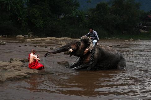 Monks and Elephants