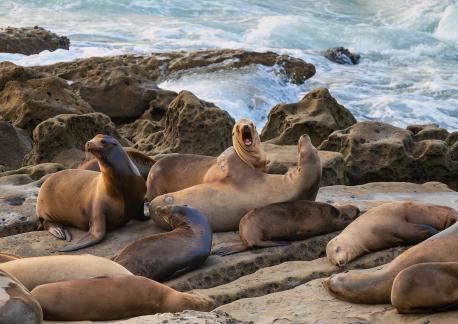 California Sea Lions 