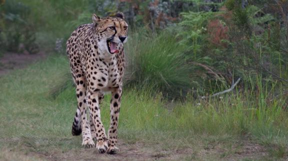 Cheetah Walk