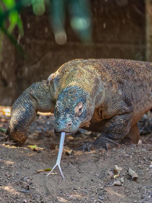 Komodo Dragon