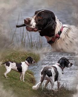 Springer Spaniel
