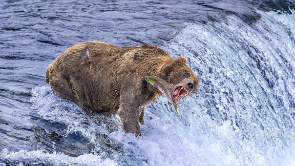 Brown Bear 1 Alaska