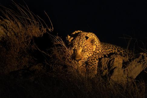  Spotlit Resting Leopard