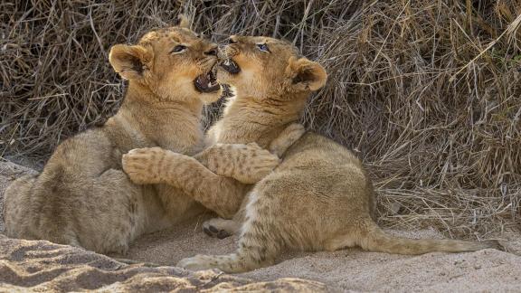 Lion Cubs at Play 03