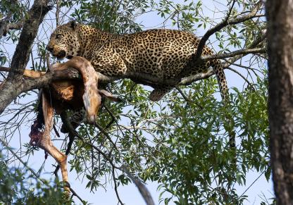Leopards Meal