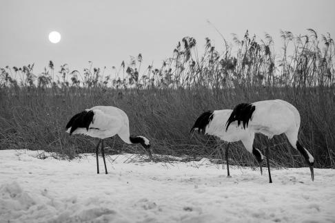 Red-crowned crane2