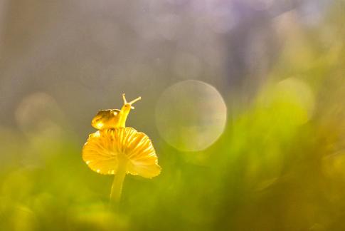 Friend in Nature