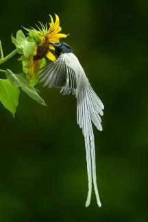 Asian paradise flycatcher 456