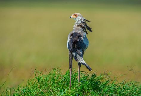 Secretary Bird Looking Out For Prey
