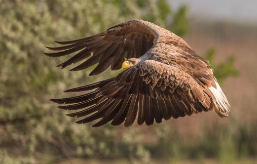 Golden Eagle Took Flight