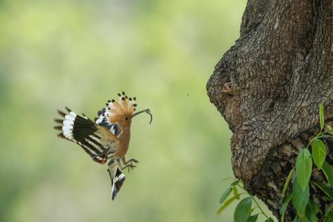 Hoopoe Brooding 3