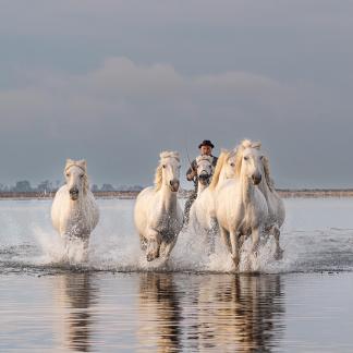 Camargue horses in gallop 8
