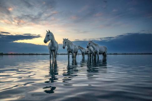 Wild horses in the water 1