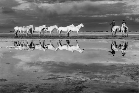Reflection of Camargue horses 14