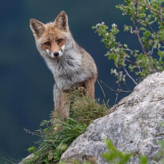 Fox posing on the rock 1