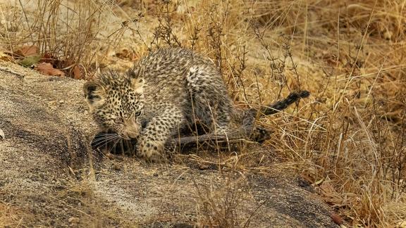 Fierce Leopard Kills Stick