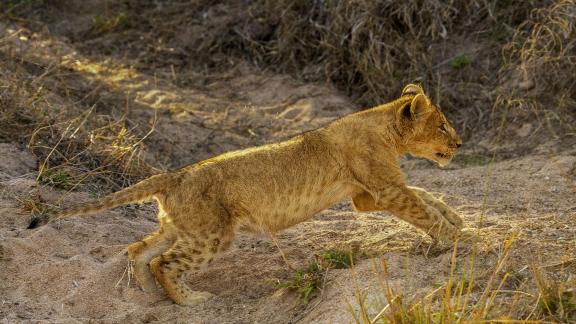 Lion Cub on the Prowl 01