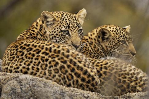 Leopard Pair Gaze Over Shoulder