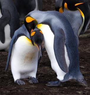 Loving Penguins