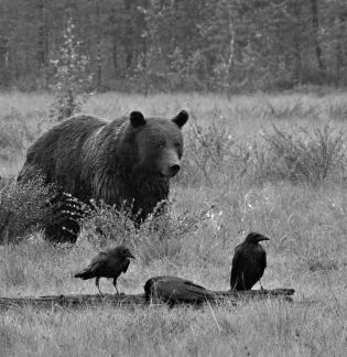 Bear and three ravens