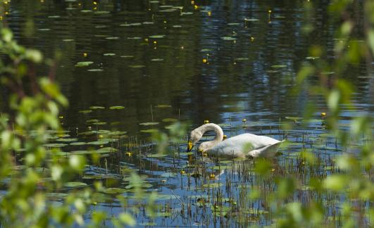 Swan and yellow waterlilies