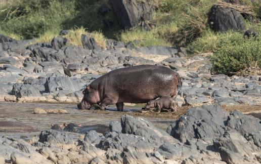 Hippo and cub