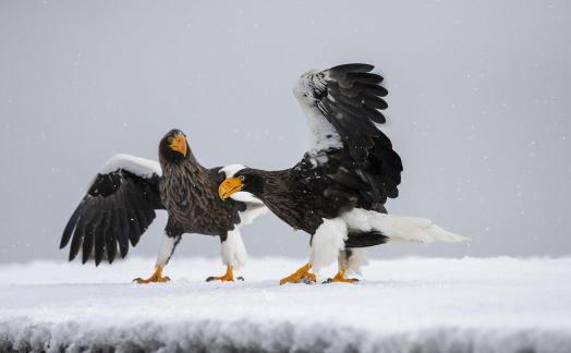 Steller Sea Eagles Playing 2