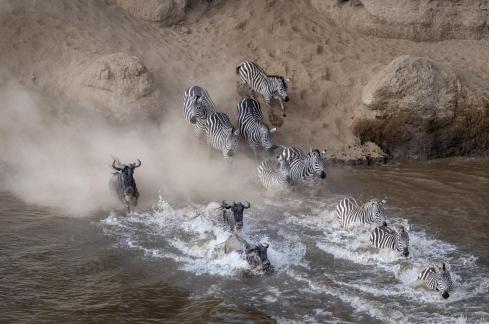 Wildebeest migration2