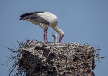 Stork And Chick