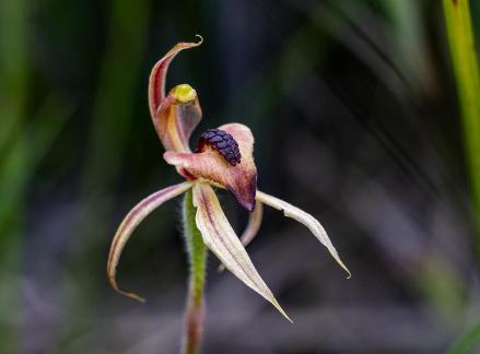 Thick Lip Spider Orchid