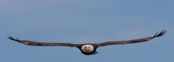 Bald eagle en face