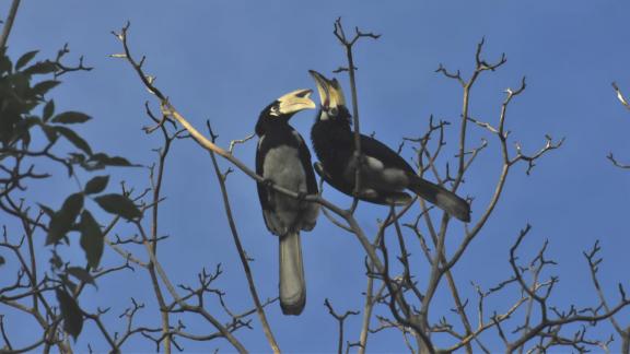 Loving hornbill couple