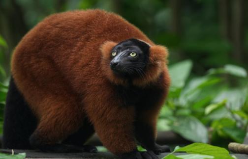 Red ruffled lemur