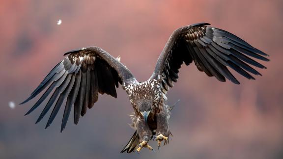 Landing eagle
