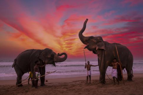 Sri Lankan seaside elephant 3